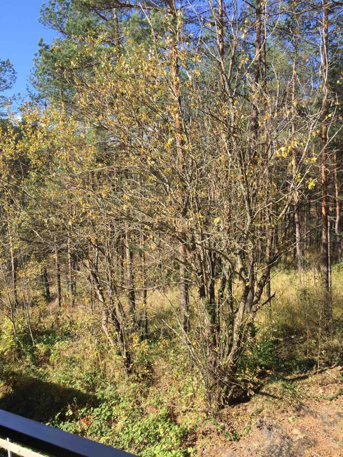 Apartament Planinsko Srce Divčibare Zewnętrze zdjęcie